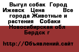 Выгул собак. Город Ижевск › Цена ­ 150 - Все города Животные и растения » Собаки   . Новосибирская обл.,Бердск г.